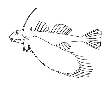 Representative of the family Dactylopteridae (Gosline & Brock, 1960, fig. 63)